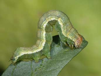  Chenille de Emmelia trabealis Scop. - ©Philippe Mothiron