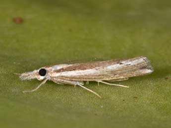 Agriphila trabeatella H.-S. adulte - Philippe Mothiron