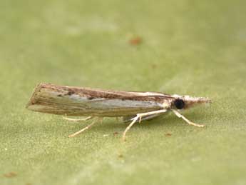 Agriphila trabeatella H.-S. adulte - Philippe Mothiron