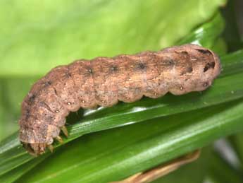  Chenille de Xestia triangulum Hfn. - ©Philippe Mothiron