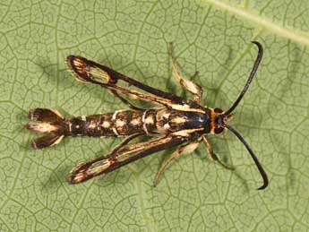 Pyropteron triannuliforme Frr adulte - ©Matthew Gandy