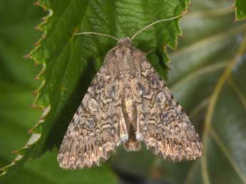 Anarta trifolii Hfn. adulte - ©Philippe Mothiron