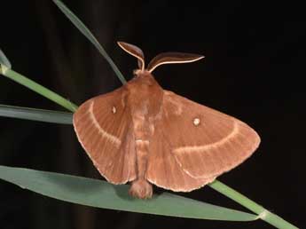 Lasiocampa trifolii D. & S. adulte - ©Philippe Mothiron