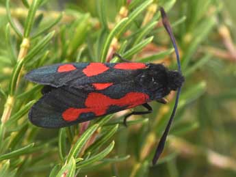 Zygaena trifolii Esp. adulte - Philippe Mothiron