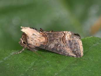 Abrostola triplasia L. adulte - Philippe Mothiron