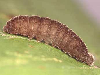  Chenille de Paracolax tristalis F. - Kimmo Silvonen