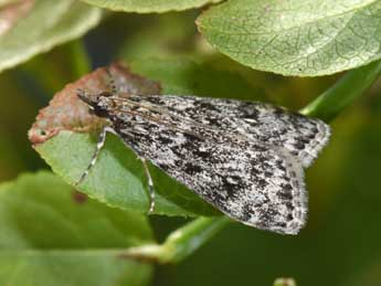 Eudonia truncicolella Stt. adulte - Philippe Mothiron