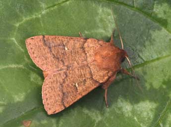 Mythimna turca L. adulte - Philippe Mothiron