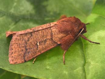 Mythimna turca L. adulte - Philippe Mothiron