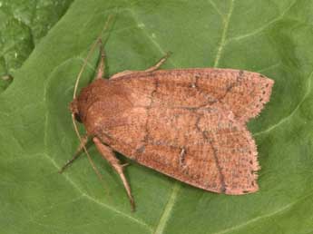 Mythimna turca L. adulte - Philippe Mothiron