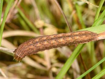  Chenille de Mythimna turca L. - ©Philippe Mothiron