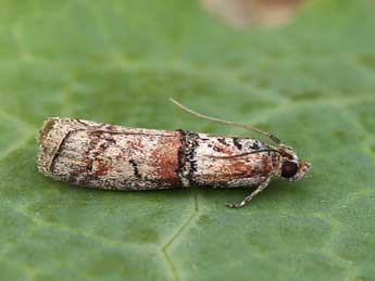 Merulempista turturella Z. adulte - ©Lionel Taurand