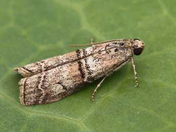 Merulempista turturella Z. adulte - ©Lionel Taurand