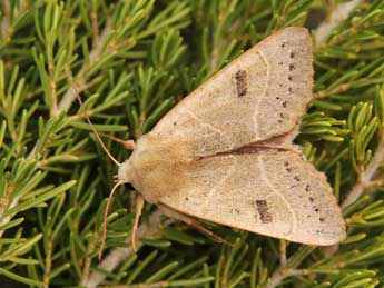 Pseudenargia ulicis Stgr adulte - ©Lionel Taurand