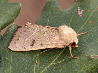 Pseudenargia ulicis Stgr adulte - Lionel Taurand