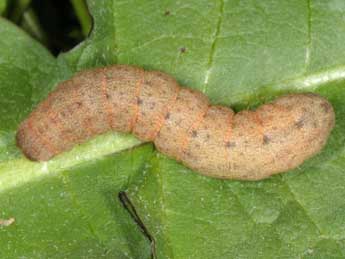  Chenille de Pseudenargia ulicis Stgr - Wolfgang Wagner, www.pyrgus.de