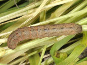  Chenille de Pseudenargia ulicis Stgr - Wolfgang Wagner, www.pyrgus.de