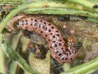  Chenille de Udea uliginosalis Stph. - ©Philippe Mothiron