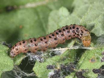  Chenille de Udea uliginosalis Stph. - ©Philippe Mothiron