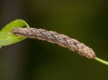  Chenille de Euphyia unangulata Hw. - ©Kimmo Silvonen