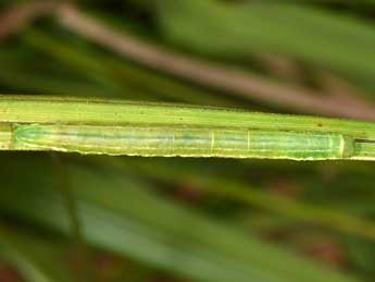  Chenille de Deltote uncula Cl. - ©Wolfgang Wagner, www.pyrgus.de