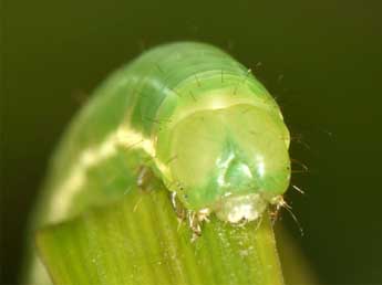  Chenille de Deltote uncula Cl. - Wolfgang Wagner, www.pyrgus.de