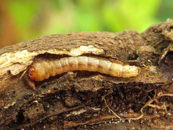  Chenille de Bembecia uroceriformis Tr. - ©Ruben Meert