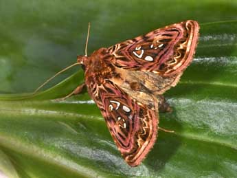 Panchrysia v-argenteum Esp. adulte - ©Philippe Mothiron