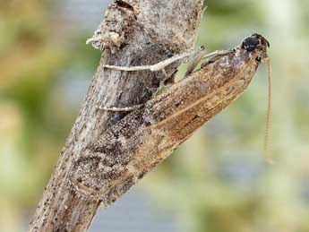 Euzopherodes vapidella Mann adulte - Friedmar Graf