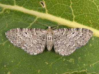 Eupithecia veratraria Grasl. adulte - Philippe Mothiron