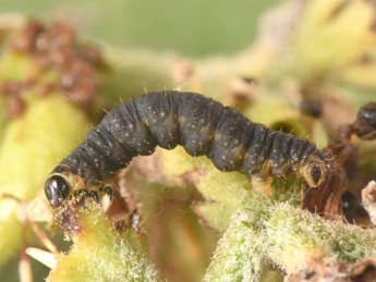  Chenille de Eupithecia veratraria Grasl. - ©Philippe Mothiron