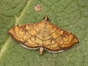 Anania verbascalis D. & S. adulte - ©Lionel Taurand