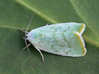 Earias vernana F. adulte - ©Lionel Taurand