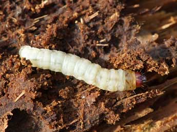  Chenille de Synanthedon vespiformis L. - ©Jeroen Voogd