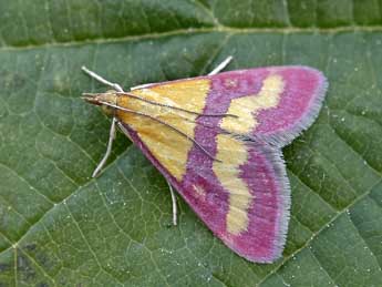 Pyrausta virginalis Dup. adulte - ©Lionel Taurand