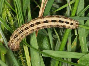  Chenille de Thalpophila vitalba Frr - Wolfgang Wagner, www.pyrgus.de