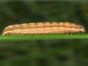  Chenille de Thalpophila vitalba Frr - Wolfgang Wagner, www.pyrgus.de