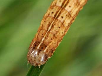  Chenille de Thalpophila vitalba Frr - Wolfgang Wagner, www.pyrgus.de