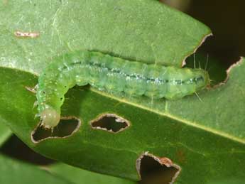  Chenille de Palpita vitrealis Rossi - ©Philippe Mothiron