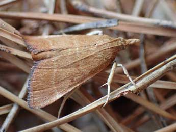 Stemmatophora vulpecalis Rag. adulte - Tristan Lafranchis