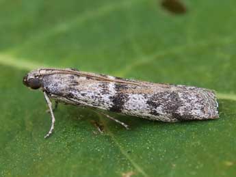 Ephestia welseriella Z. adulte - ©Lionel Taurand