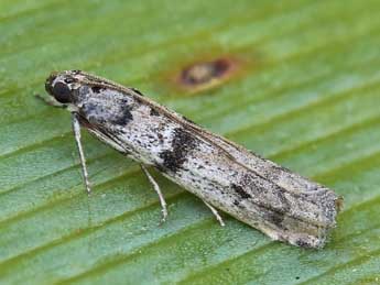 Ephestia welseriella Z. adulte - ©Lionel Taurand