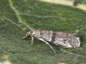 Ephestia welseriella Z. adulte - ©Philippe Mothiron