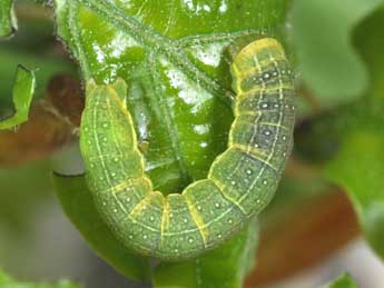  Chenille de Ammopolia witzenmanni Stdf. - ©Philippe Mothiron