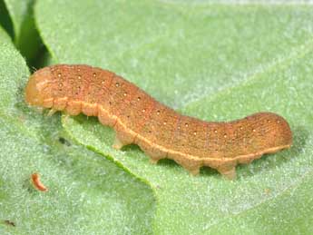  Chenille de Ammopolia witzenmanni Stdf. - ©Philippe Mothiron