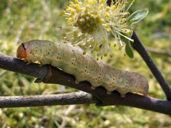  Chenille de Ammopolia witzenmanni Stdf. - ©Jean-Alain Guilloton