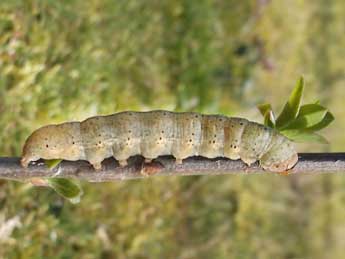  Chenille de Ammopolia witzenmanni Stdf. - ©Jean-Alain Guilloton