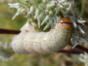  Chenille de Ammopolia witzenmanni Stdf. - Jean-Alain Guilloton