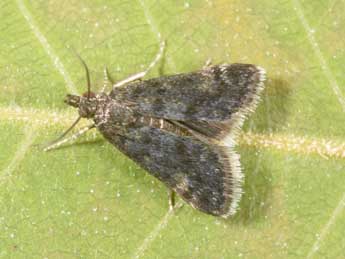 Heliothela wulfeniana Scop. adulte - Philippe Mothiron