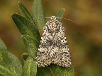 Polymixis xanthomista Hb. adulte - Lionel Taurand